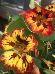 Attēlu rezultāti vaicājumam “Tropaeolum majus flower”