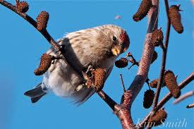 Attēlu rezultāti vaicājumam “Carduelis flammea”