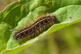 Attēlu rezultāti vaicājumam “Diacrisia sannio”