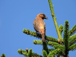 Image result for Loxia curvirostra