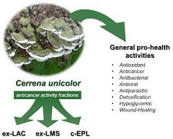 Attēlu rezultāti vaicājumam “Cerrena unicolor”