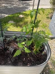 Afbeeldingsresultaat voor black cherry tomato