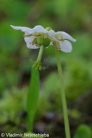 Attēlu rezultāti vaicājumam “Moneses uniflora bud”