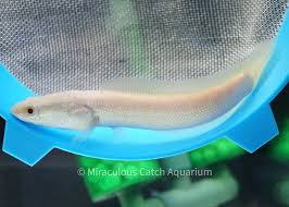 Image result for Channa argus