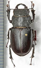 Attēlu rezultāti vaicājumam “Lucanidae”