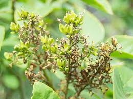 Attēlu rezultāti vaicājumam “Syringa vulgaris fruit”