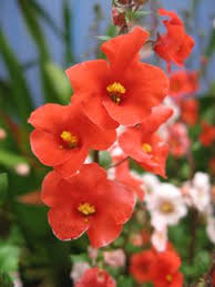 Image result for Alonsoa linearis