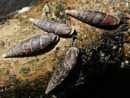 Attēlu rezultāti vaicājumam “Clausiliidae”