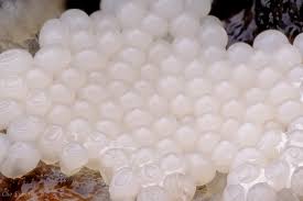 Attēlu rezultāti vaicājumam “Oligonema persimile macro”