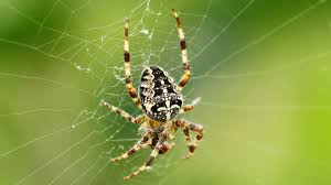 Attēlu rezultāti vaicājumam “Araneus diadematus”