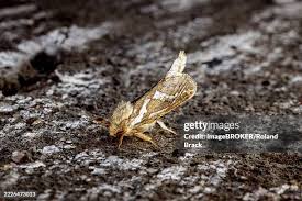 Attēlu rezultāti vaicājumam “Hepialus humuli male”