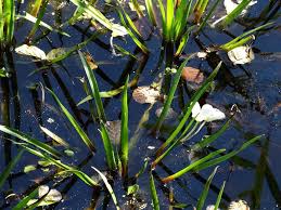 Attēlu rezultāti vaicājumam “Stratiotes aloides”