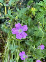 Attēlu rezultāti vaicājumam “Geranium palustre fruit”