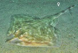 Image result for Rostroraja eglanteria