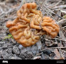 Attēlu rezultāti vaicājumam “Gyromitra gigas”