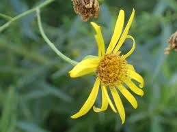 Attēlu rezultāti vaicājumam “Jacobaea paludosa leaf”