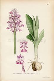Attēlu rezultāti vaicājumam “Orchis militaris flower”