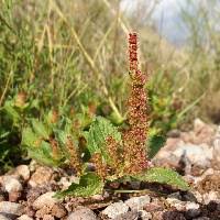 Attēlu rezultāti vaicājumam “Phleum phleoides fruit”