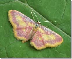 Attēlu rezultāti vaicājumam “Idaea muricata”