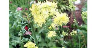 Attēlu rezultāti vaicājumam “Thalictrum aquilegifolium fruit”