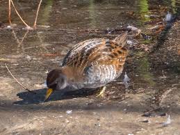 Image result for Porzana carolina