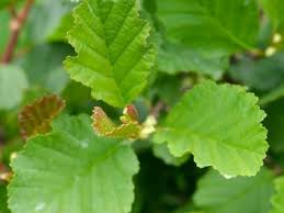 Attēlu rezultāti vaicājumam “Alnus glutinosa”