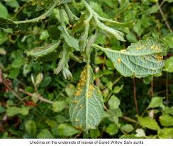 Attēlu rezultāti vaicājumam “Melampsora epitea”