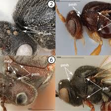 Attēlu rezultāti vaicājumam “Diplolepis bicolor”