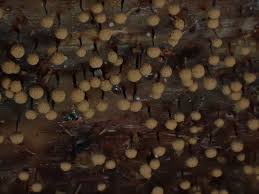 Attēlu rezultāti vaicājumam “Cribraria vulgaris young”