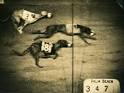 vintage animal photography