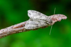 Attēlu rezultāti vaicājumam “Polia nebulosa”