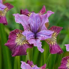 Attēlu rezultāti vaicājumam “Iris sibirica flower”