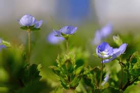 Attēlu rezultāti vaicājumam “Veronica arvensis flower”