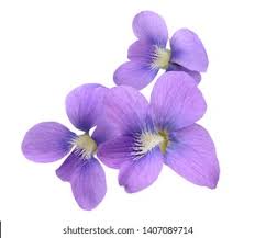 Attēlu rezultāti vaicājumam “Viola odorata flower”
