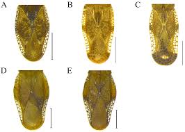 Attēlu rezultāti vaicājumam “Physatocheila smreczynskii”
