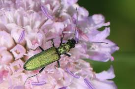 Attēlu rezultāti vaicājumam “Chrysanthia viridissima”