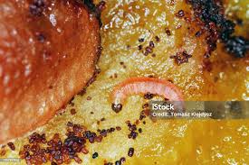 Attēlu rezultāti vaicājumam “Grapholita funebrana larva”