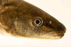 Image result for Ptychocheilus grandis