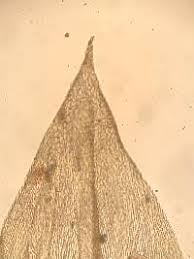 Attēlu rezultāti vaicājumam “Sciuro-hypnum reflexum”