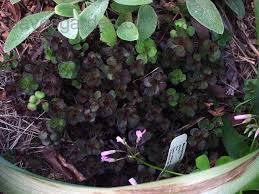 Attēlu rezultāti vaicājumam “Phedimus spurius leaf”