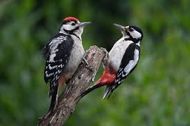 Attēlu rezultāti vaicājumam “Dendrocopos major female”