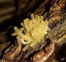 Attēlu rezultāti vaicājumam “Craterium leucocephalum macro”