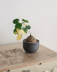 Attēlu rezultāti vaicājumam “Trichia erecta stalked”