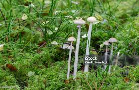 Attēlu rezultāti vaicājumam “Protostropharia alcis”