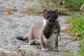 Attēlu rezultāti vaicājumam “Mustela erminea”