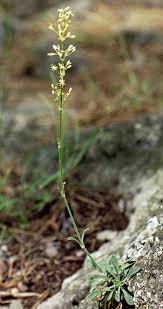 Attēlu rezultāti vaicājumam “Silene otites”