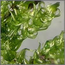 Attēlu rezultāti vaicājumam “Palustriella”