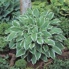 Image result for Hosta fortunei albomarginata