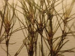 Attēlu rezultāti vaicājumam “Najas tenuissima leaf”