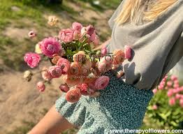 Attēlu rezultāti vaicājumam “Ranunculus elatior flower”